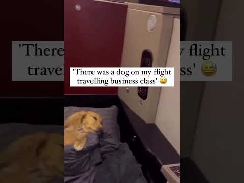 THERE WAS A DOG ON MY FLIGHT TRAVELLING BUSINESS CLASS #shorts #viral