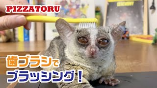 歯ブラシでブラッシングされるお猿  Pizzatoru the Bushbaby / ショウガラゴのピザトル