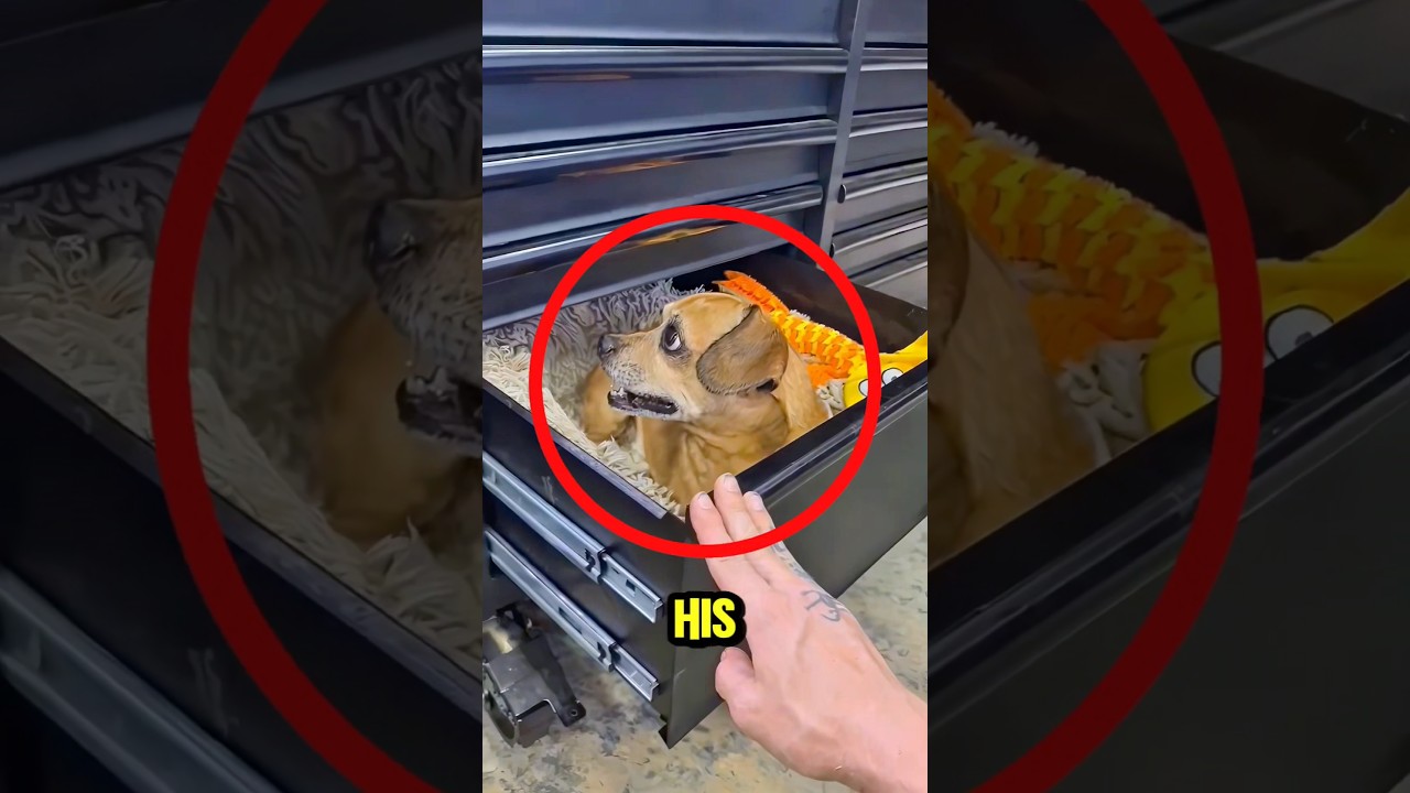 Он закрыл ящик с собакой внутри… Посмотрите это 🐕😮
