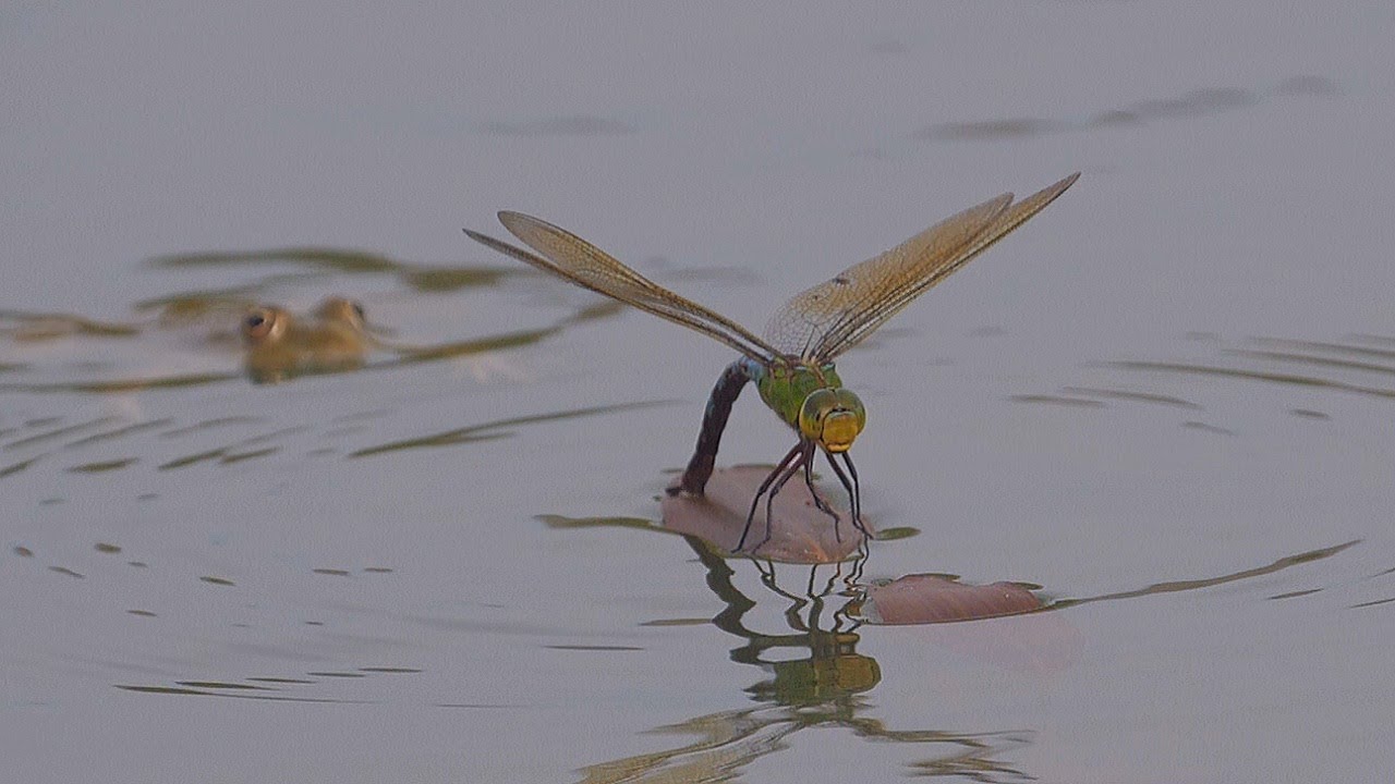 Frog attacks on emperor dragonflies / Ataques de ranas a libélulas ...