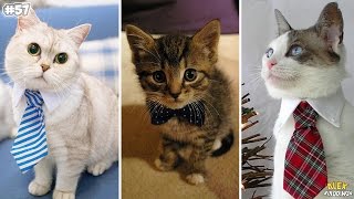 10 COOL THINGS TO ALIEXPRESS FOR CATS