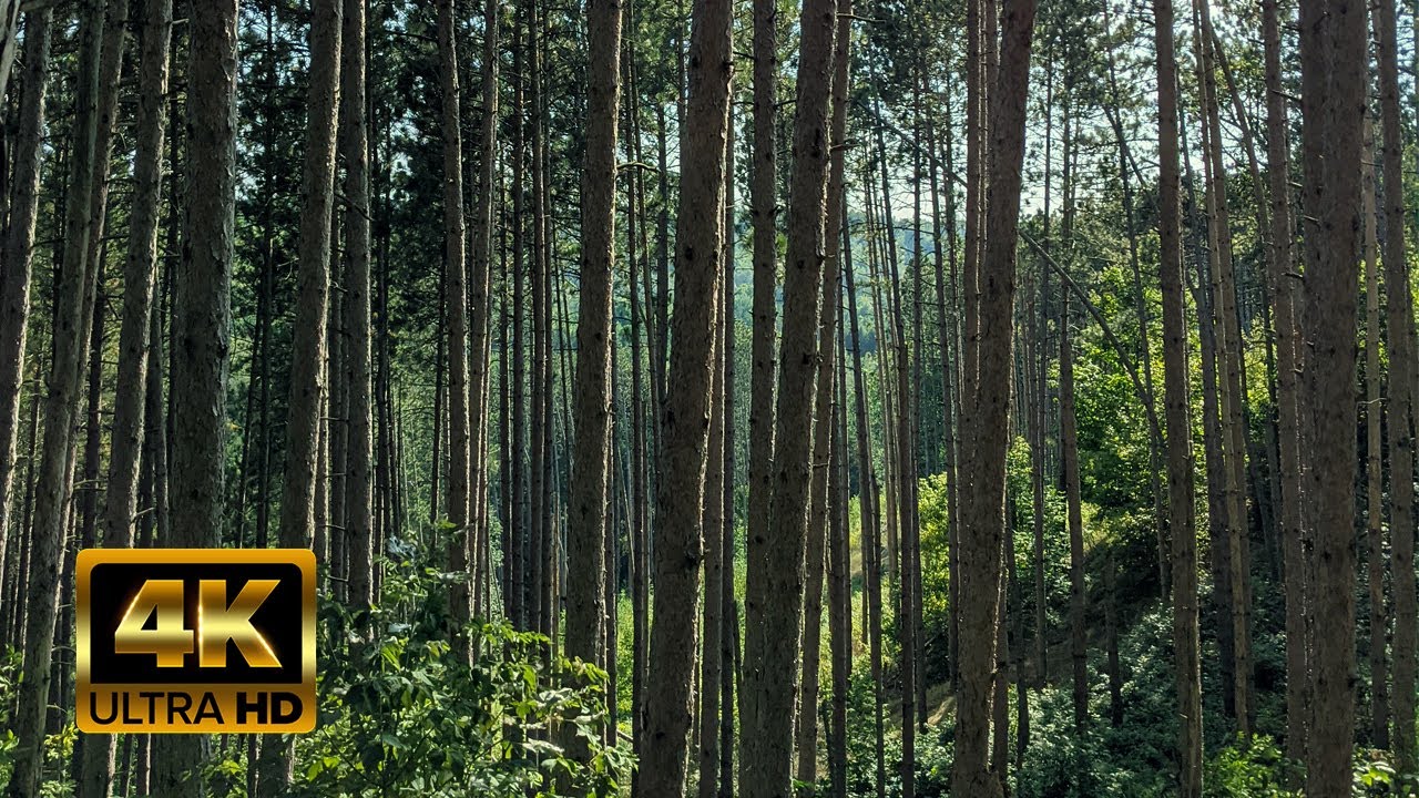 4K Virtual Hike - Last day of Summer - Hockley Heights Side Trail - Bruce Trail - Relaxing Walk