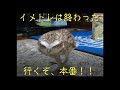 アナホリフクロウ ぽんずちゃん「イメトレ」
