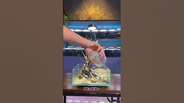 Setup hồ cá đơn giản với 500k