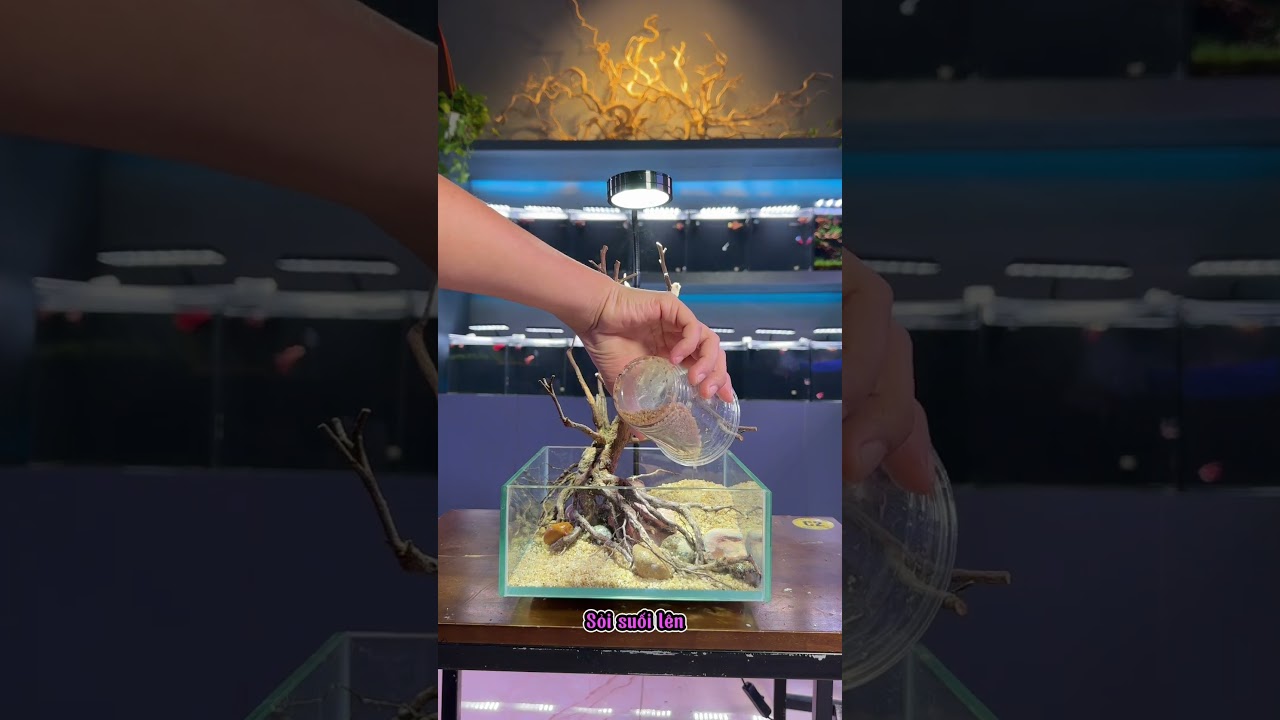 Setup hồ cá đơn giản với 500k