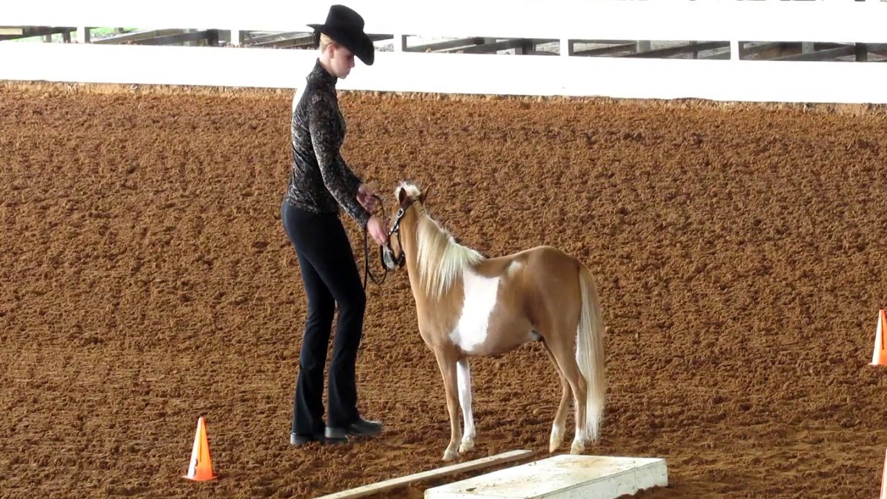 Miniature Horse Show YouTube