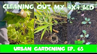 Cleaning a Bed, Harvesting Ginger & Planting 4 Fall || Urban Garden Ep. 65 || Steffanie's Journey by Steffanie's Journey 90 views 6 months ago 21 minutes