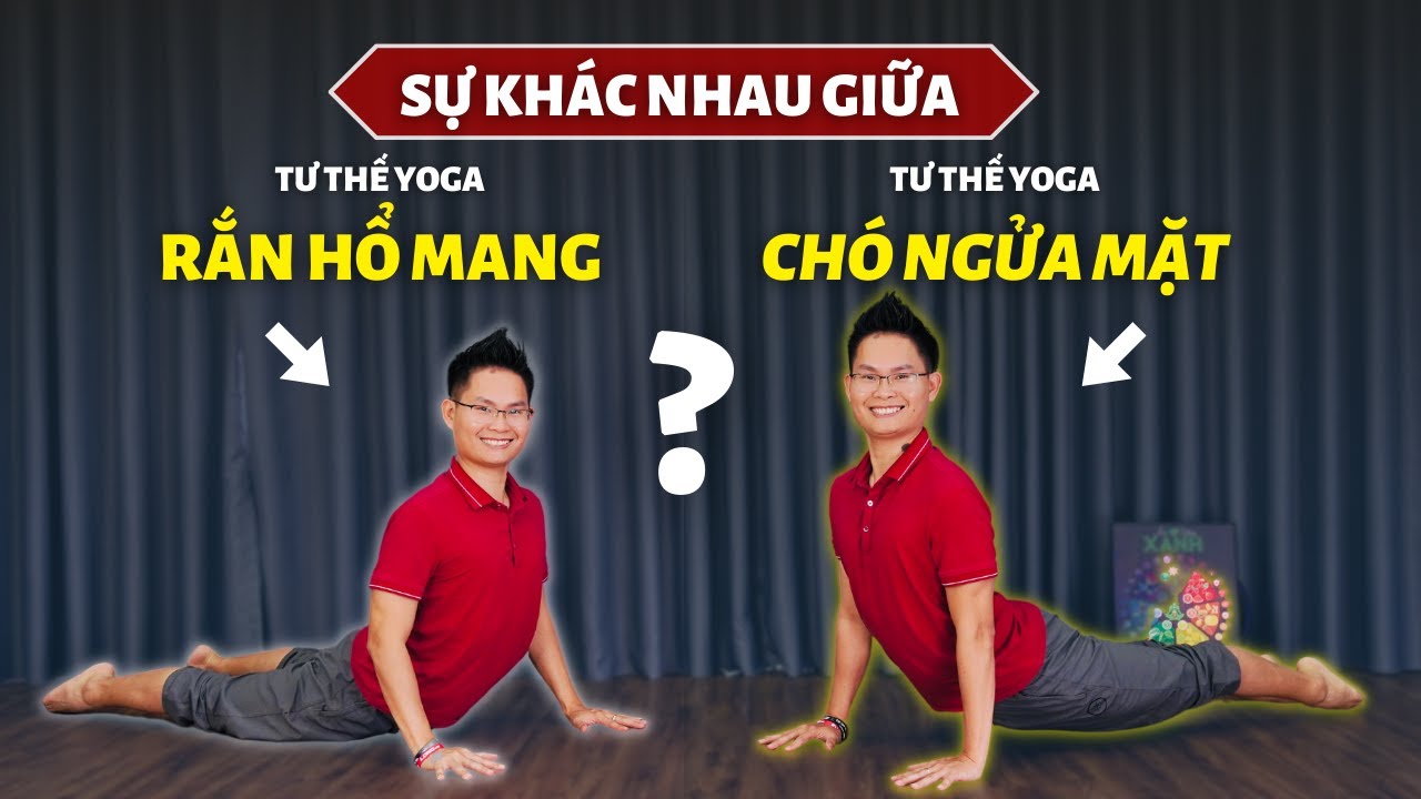 Điểm chung và khác biệt giữa tư thế Yoga Con Rắn và tư thế Yoga Chó ...