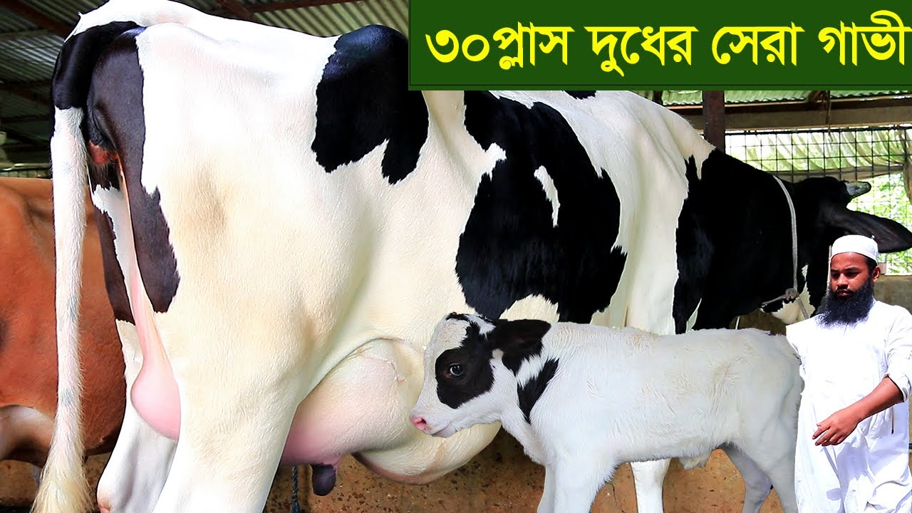 চমক দেখালেন এই খামারী ৩০প্লাস দুধের সেরা গাভীর কালেকশন dairy farm comilla