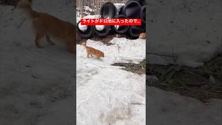 ドロだらけの犬、別の池に入ったら洗浄されました