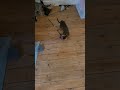 🤣🤣🤣 cat play time#kitten#beautiful#play#catch#me#dream#babyanimal#