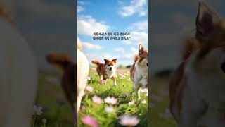 하늘나라로 떠난 우리 강아지, 지금은 이렇게 지내고 있어요 ☁️🐾