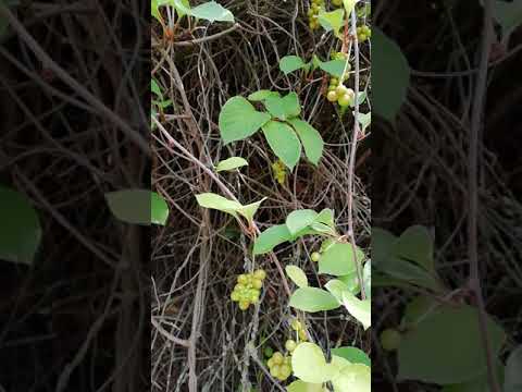 Video: Pěstování rostlin Schisandra: Přečtěte si o péči o révu Schisandra Magnolia