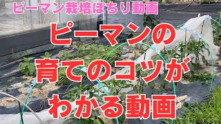 一株ピーマン100こ、売ってるような大きなピーマンを次々ならす育て方と抑えておきたいピーマンの生育