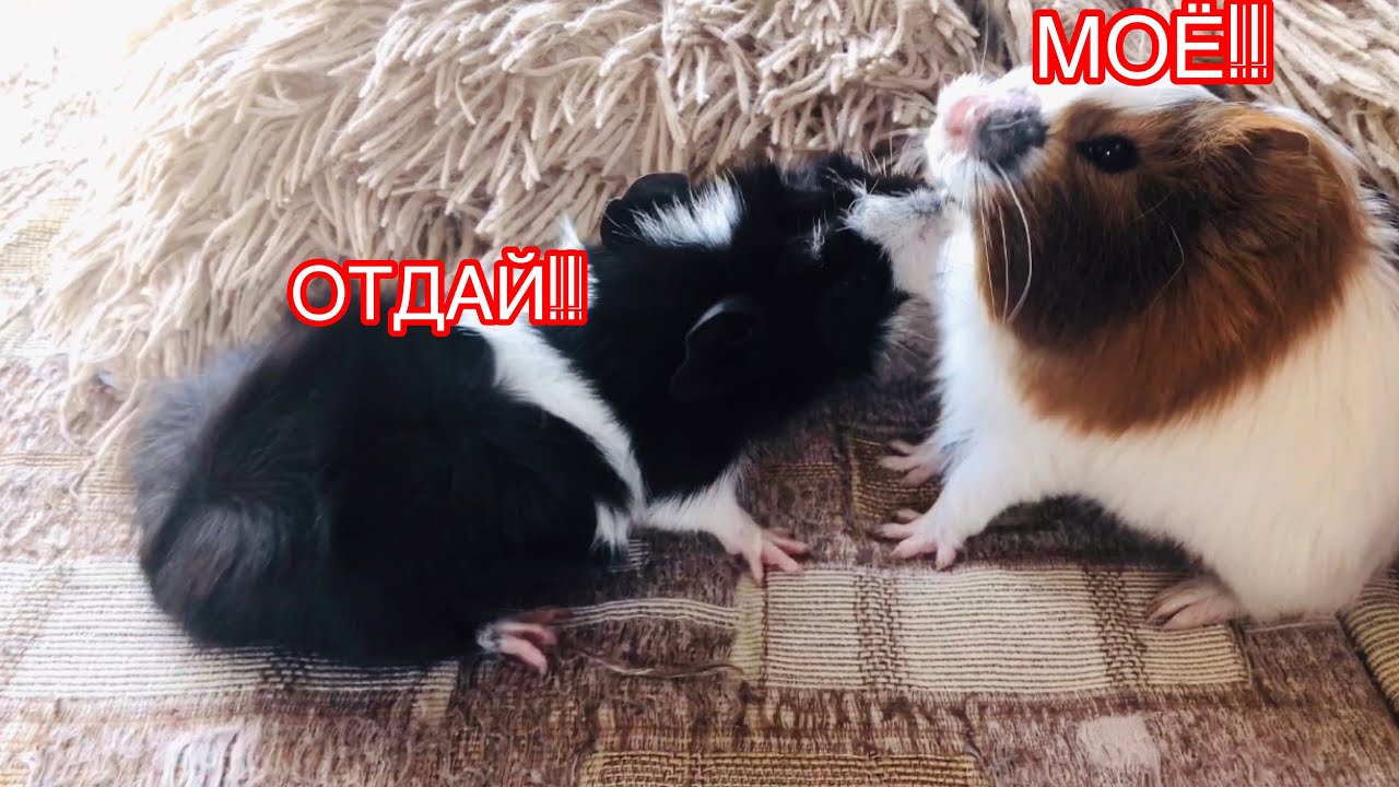 ASMR GUINEA PIGS EAT Dandelions МОРСКИЕ СВИНКИ ОТБИРАЮТ ДРУГ У