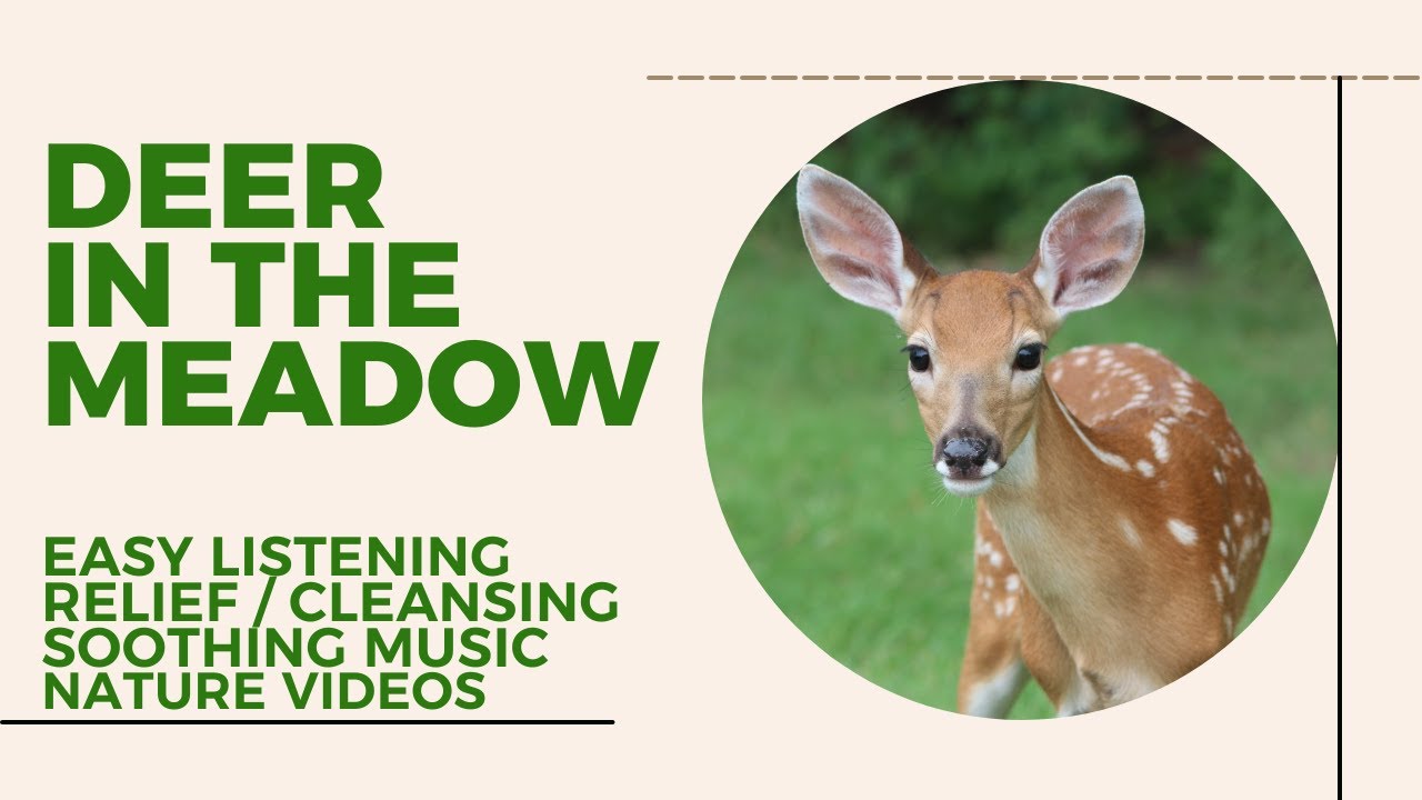 total-relaxation-music-reduce-stress-deer-in-the-meadow-calming