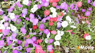 1021018　■花畑　ニチニチ草