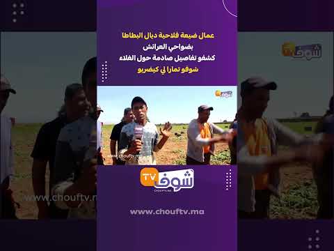 عمال ضيعة فلاحية ديال البطاطا بضواحي العرائش كشفو تفاصيل صادمة حول الغلاءشوفو تمارا لي كيضربو