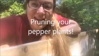 Pruning pepper plants 101