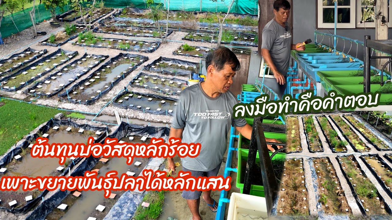 บ่อต้นทุนต่ำแต่ทำผลผลิตขยายพันธุ์ปลาไหลนาหลักหมื่นถึงแสนตัว #ปลาไหลนาเวียดนาม