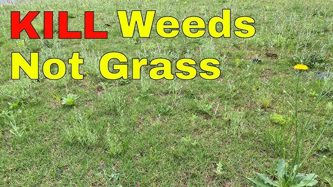 How To Kill Weeds In a Lawn Without Killing Grass: Safe Solutions