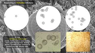 Big problems from tiny travelers: A global review of tilapias parasites by Andrew Shinn
