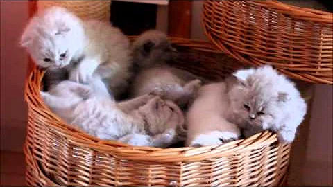 Watch the video about 5 chatons Scottish Fold, Highland fold et British trop mignons