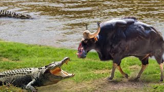 Crocodile&#39;s Sharp Teeth Crushed the Head Of An Adult Buffalo | Wild Animal Fights 2024