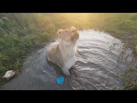 More splashes the better. More lions' water play in slowmo.
