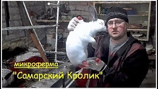 КРОЛИКИ! Считаем пополнение после окрола!