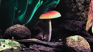 Fungos Fantasticos | Cogumelos | Dublado Pt