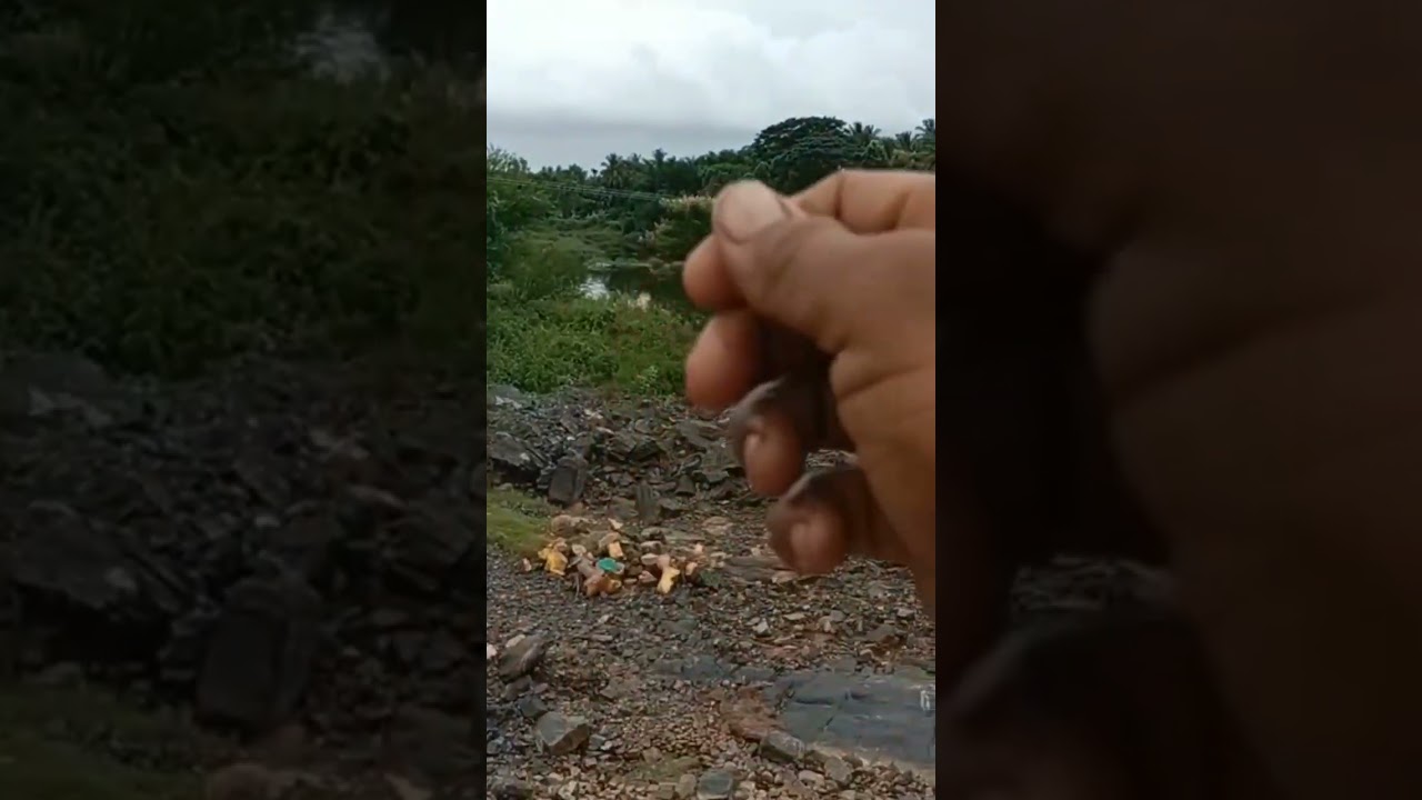 ಶಿಂಷಾ ನದಿ /SHIMSHA RIVER_ MADDUR