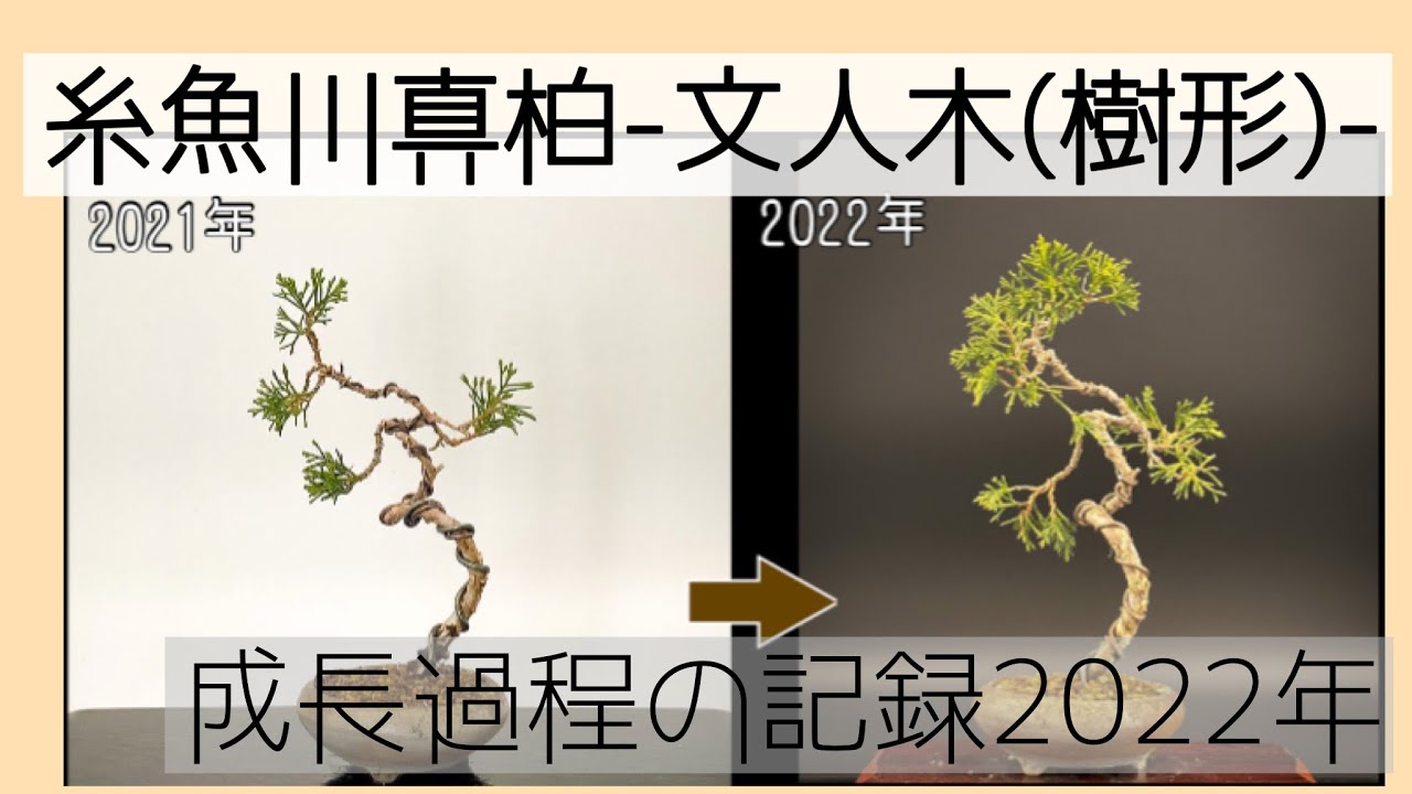 盆栽【糸魚川真柏②】成長過程の記録2022年【Itoigawa Juniper