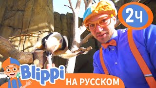 Блиппи Изучает Животных В Зоопарке🦓🦍 | Обучающие Видео Для Детей | Blippi Russian