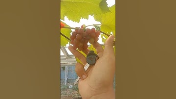 Thumbnail of nyobain anggur impor yang di tanam di greenhouse
