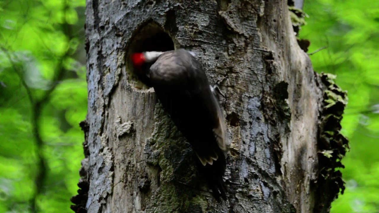 Pileated Woodpecker feeding young. Baby Pileated fledging.