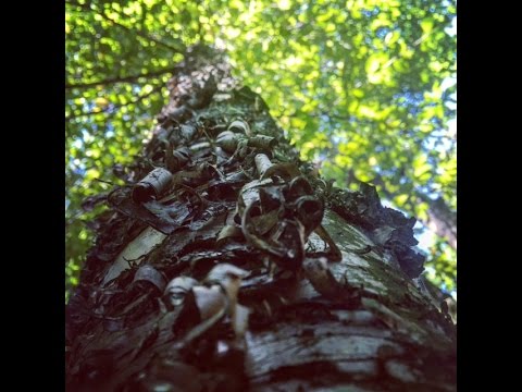 Tinder Source: Birch Bark