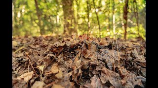 Drop That Rake! The Why and How of Leaving Your Leaves