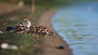 Common Mergansers