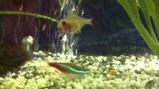 X-Ray Fish- Really Cool