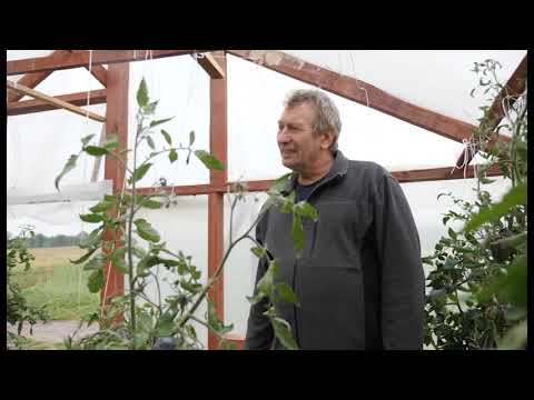 Video: Labākās Sibīrijas burkānu šķirnes atklātā zemē