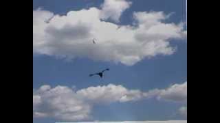 Footage Black and wgite flying birds YouTube