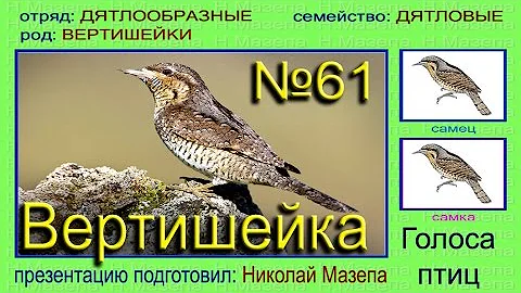 Вертишейка. Голоса птиц