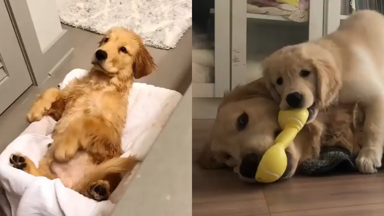 Golden Retrievers 🐶 Cute And Funny Golden Retriever Videos Compilation