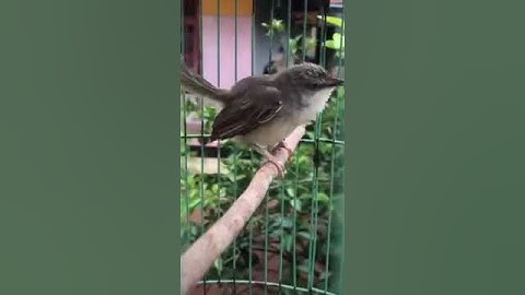 ciblek gunung ngebren full tembakan A47 #ciblek #ciblekgunung