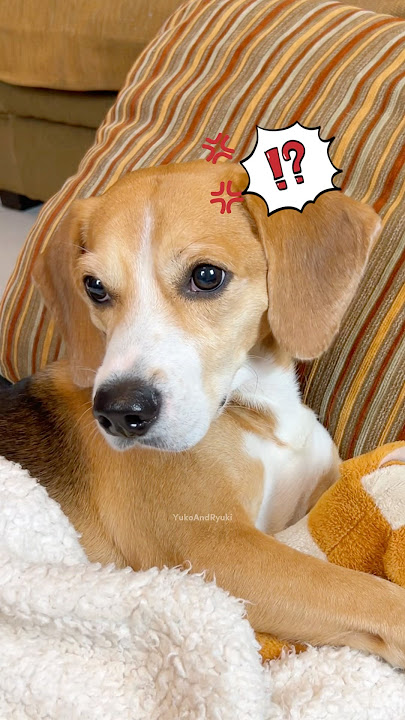 RYUKI TAKES REVENGE FOR BEING PISSED BY MAMI‼️🤣😂 #shorts #cutedog