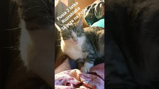 Dzisiaj Kotkowy Filmik Kici Pusia Niunia #kotki #pusia #niunia #kici
