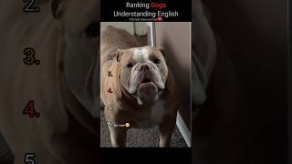 Ranking Dogs Understanding English🧠🐶(You Won't Believe No.1)#shorts