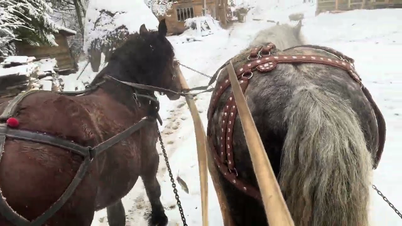 🔥Огляд нової конюшні🔥🪚🪓0969603822