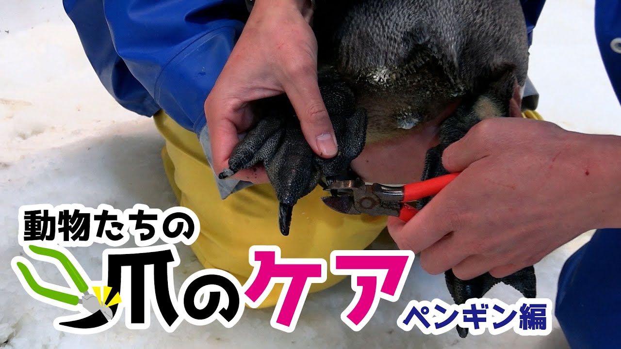 ペンギン達の爪のケアってどうしてる？ - YouTube